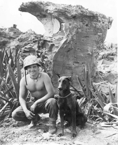 marine dog from world war II
