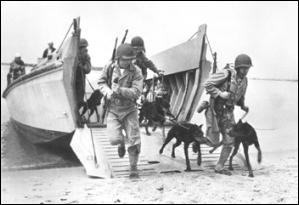 ww2doberman ww2doberman