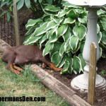 dobe1 dobe1