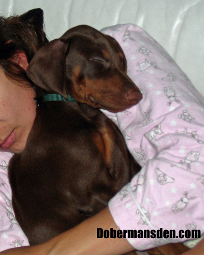 dobe2 dobe2