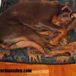 dobe3