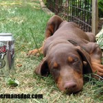 dobe4