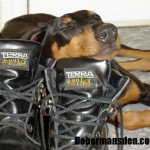 dobe5