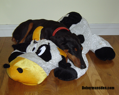 dobe6 dobe6