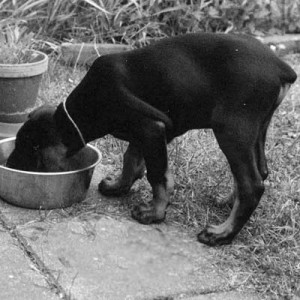 puppy eating doberman food