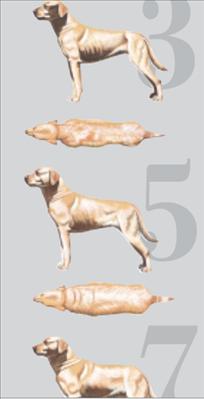 doberman growth chart