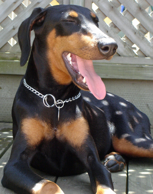 smartest-dog