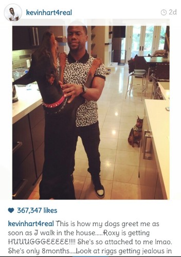 kevin hart at home with doberman