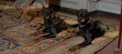 Doberman dogs from Bond movie. Waiting to eat meat on command.