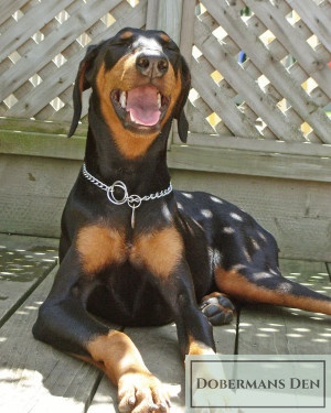 doberman vaccination information to help you decide on what shots to give