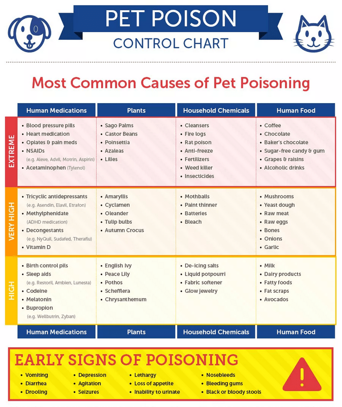 foods dogs should avoid and medication,plants, household chemicals