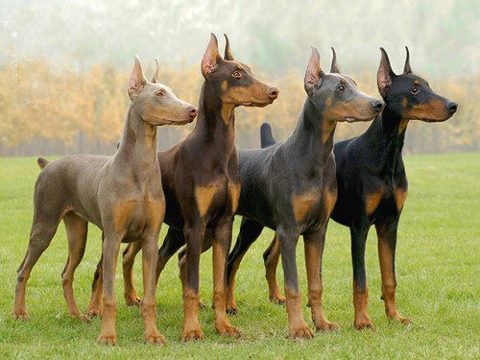 dobermans in different color hair