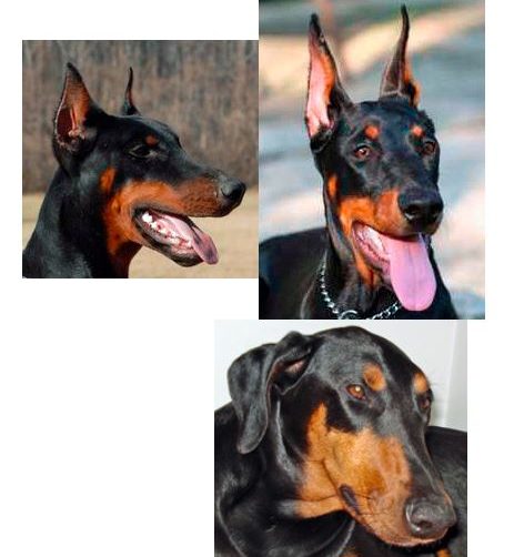 different doberman ear crop styles and length