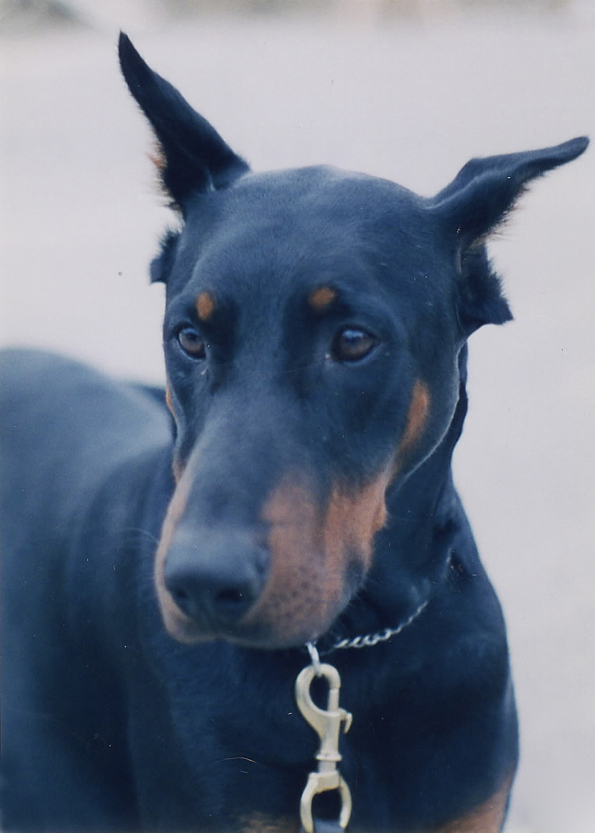 calm your doberman from noises and anxiety