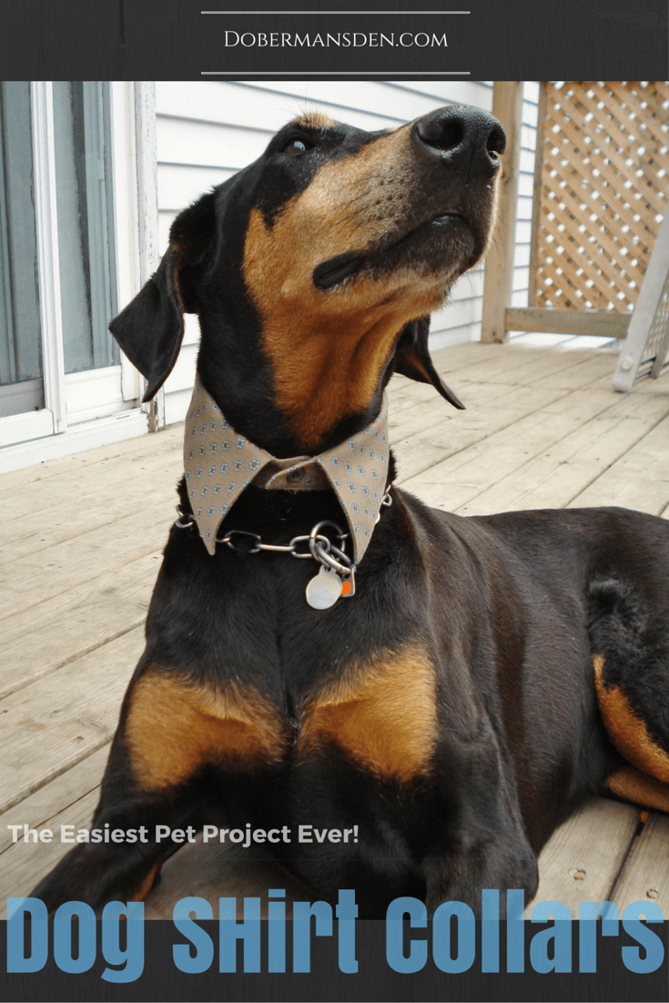 make a dog shirt collar, fast and easy pet project