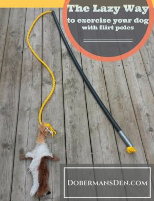 ways to exercise your dog with a flirt pole dog toy