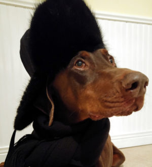 dog wearing hat and scarf for winter for dog walking alternatives list