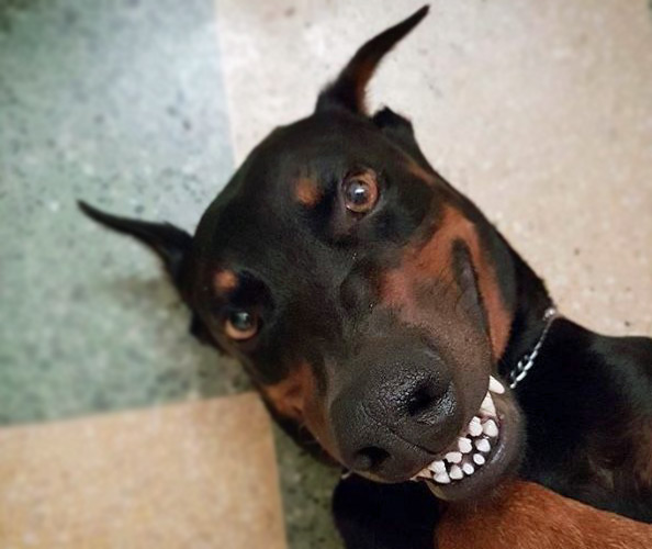 Doberman smiling with teeth showing.
